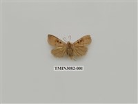 藏品(夜蛾900)的圖片